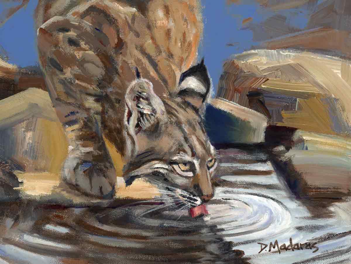 BOBCAT-AT-THE-Pool