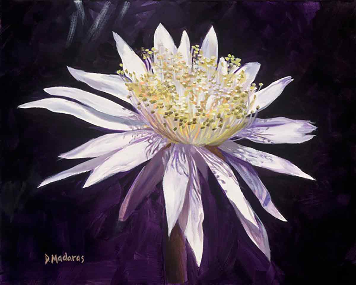 NIGHT-BLOOMING-CEREUSsm