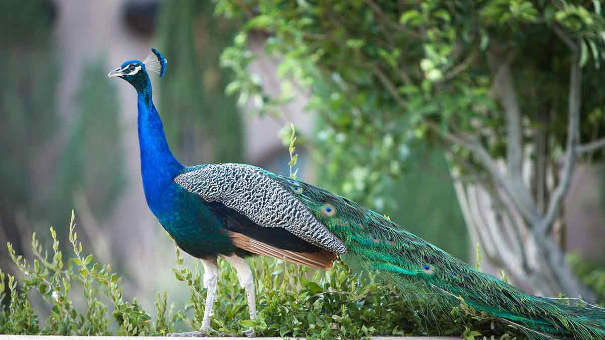 PEACOCKsm