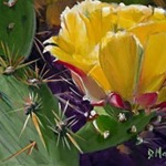 Print on Canvas